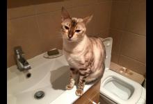 为什么猫不自觉漏屎？