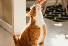 有这7个表现的人，说明是“重度爱猫患者”！