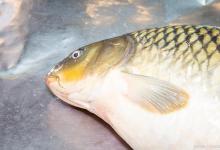 春末夏初如何垂钓草鱼？