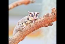 简单介绍下如何饲养蜜袋鼯？