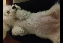 细小症状狗狗能活多久？