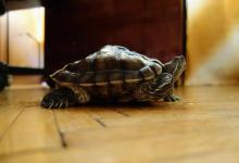 新手养宠物龟容易犯的错误