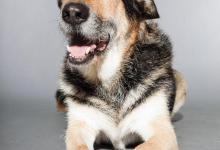 养狗好处多，没想到治好了我这么多年的“坏习惯”！