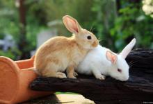 兔子站不稳左右摇晃是为什么？