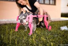 狗狗的尿液特别黄是什么造成的？