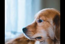 驱蚊液对狗狗有影响吗？