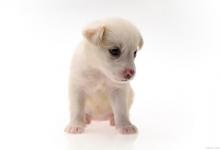 如何训练狗狗定点上厕所