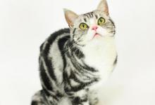 美短猫便便稀是什么原因？