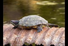 那么买乌龟之前需要做哪些准备呢？