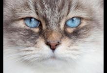 猫眼睛里会不会长虫子？