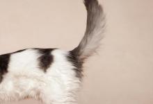 猫咪适合在什么环境下生活