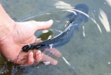 手竿怎么钓黑鱼最有效？