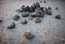 猫屎为什么会那么臭？