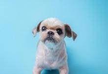 你家的狗狗生长发育是否正常！