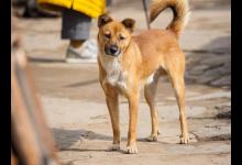 中华田园犬为什么叫土狗？