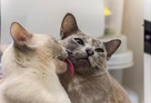 和猫咪嘴对嘴亲了应该怎么办？