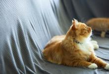 5个理由，告诉你为什么要养公猫