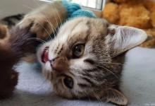 猫咪是否也会得抑郁症？