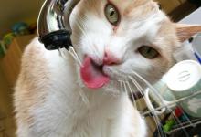 猫尿不出来尿怎么解决