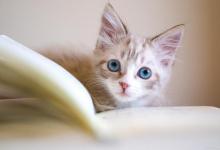 怎样给猫咪驱虫，多久一次？