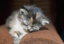 新手养猫容易犯的错误