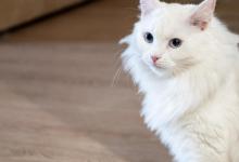 最烧钱的几种猫咪，养得你心疼！