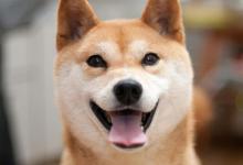 有这些特征的“柴犬”，血统一定很纯！