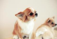 训狗前先了解狗的心理