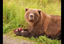 棕熊从小养真不会袭击主人吗？