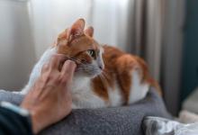 为什么母猫天天闹猫