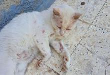 如何快速辨别猫咪是否有狂犬病