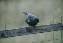 文鸟对温度敏感吗？注意以下几点！