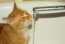 猫为什么不爱喝水？