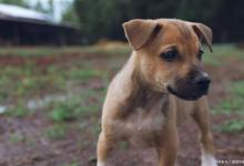 性格最贱的几种狗狗