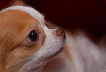 你知道狗狗最容易犯的6种病吗？