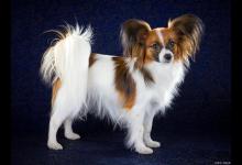 饲养蝴蝶犬，这些“细节”你不得不注意！