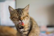 猫咪口臭是个大问题，可以试试以下几种小妙招来解决哦！