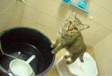 喵星人的超能力有哪些？