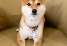 养只柴犬有啥用？