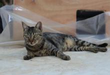 这几种中华田园猫，你想拥有哪一只？