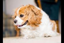 狗狗经常生什么样的病导致毛发会秃？