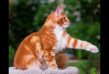 为什么猫会闻其他猫的屁股？