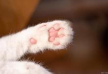 猫咪肉垫不同，代表着不同的性格？