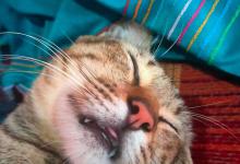 什么猫咪一直发出呼噜呼噜的声音？