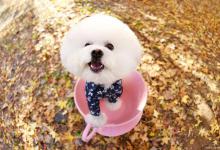 饲养茶杯犬好养吗？