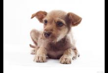 狗子吃肉会得胰腺炎？