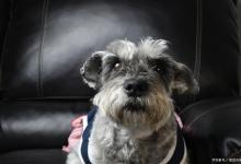 饲养成本比较低的六种狗狗！