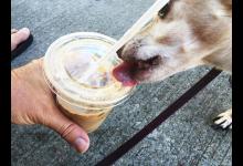 狗狗误食咖啡主人需要如何处置