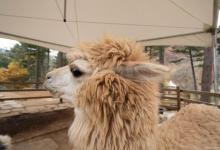 如何饲养一只羊驼