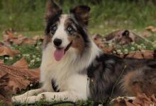 有这些特征的“边牧犬”，血统一定很纯！